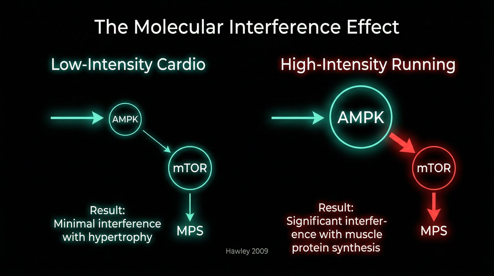 The Molecular Interference Effect: AMPK vs mTOR
