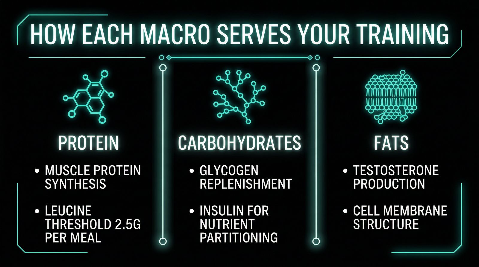 How Each Macro Serves Your Training