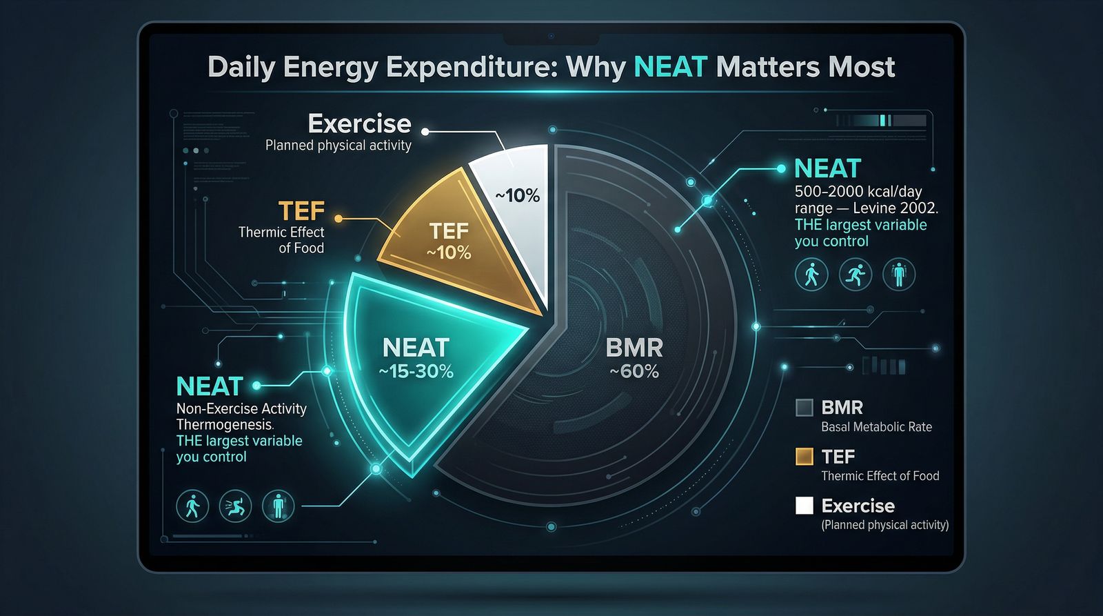 Daily Energy Expenditure: Why NEAT Matters Most — Levine 2002